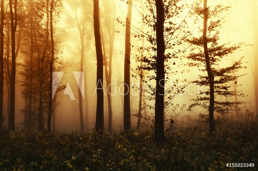 Picture of Autumn forest sunset